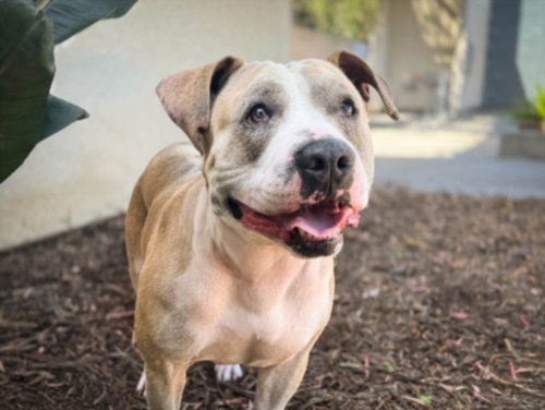 MILO, an adoptable Pit Bull Terrier in San Pedro, CA