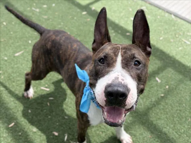 Topo - Bull Terrier