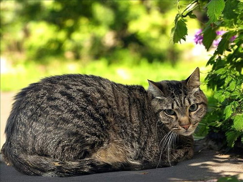 KYLO, Adult Domestic Short Hair (medium coat), cat for adoption in Westminster, California