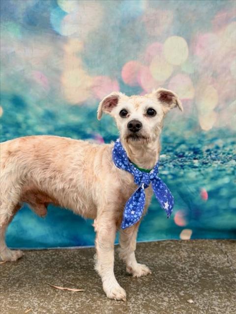 JUNIOR, an adoptable Poodle in San Pedro, CA