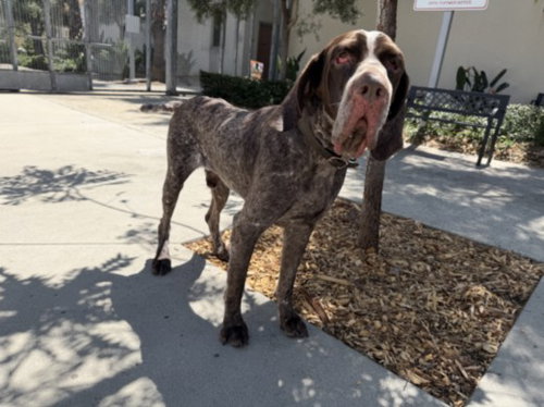 CASH, an adoptable German Shorthaired Pointer in San Pedro, CA