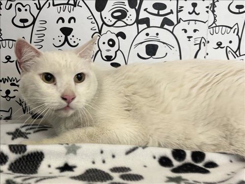PATCH, Adult Domestic Short Hair (medium coat), cat for adoption in Westminster, California