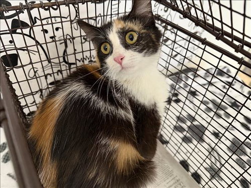 LISA, Young Domestic Short Hair (medium coat), cat for adoption in Westminster, California
