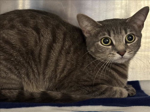 CHAI TEA, Adult Domestic Short Hair (medium coat), cat for adoption in Westminster, California