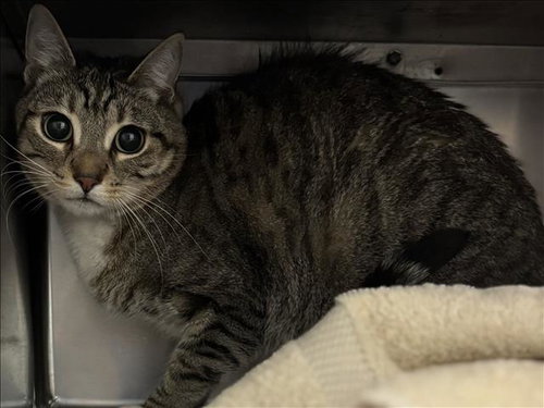 MILK SHAKE, Senior Domestic Short Hair (medium coat), cat for adoption in Westminster, California