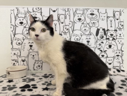 BESSIE, Adult Domestic Short Hair (medium coat), cat for adoption in Westminster, California