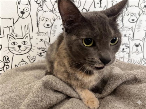 NUVE, Adult Domestic Short Hair (medium coat), cat for adoption in Westminster, California