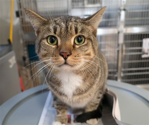 SABLE, Adult Domestic Short Hair (medium coat), cat for adoption in Westminster, California