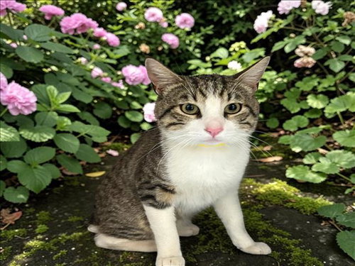 NIXON, Adult Domestic Short Hair (medium coat), cat for adoption in Westminster, California