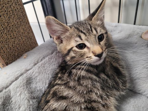 A2267492, Baby Domestic Short Hair (medium coat), cat for adoption in Westminster, California