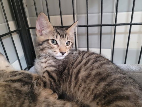 A2267493, Baby Domestic Short Hair (medium coat), cat for adoption in Westminster, California