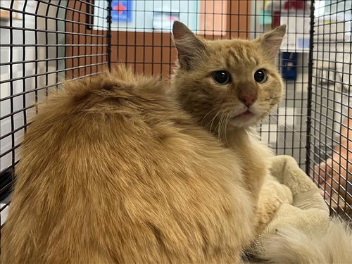 SOLISITO, Senior Domestic Short Hair (medium coat), cat for adoption in Westminster, California