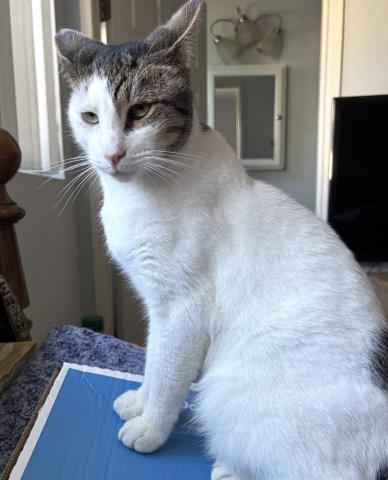 ANGEL, Adult Domestic Short Hair (medium coat), cat for adoption in Westminster, California