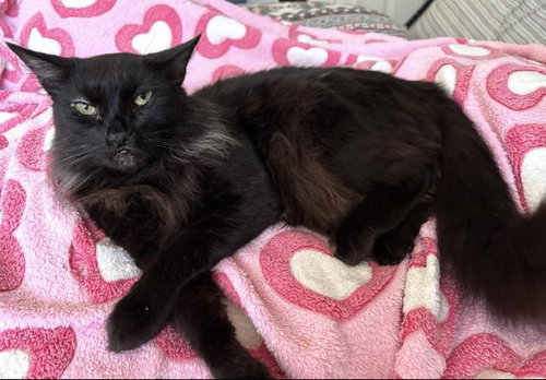 LUCA, Adult Domestic Long Hair (medium coat), cat for adoption in Westminster, California