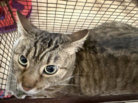 KOKO, Adult Domestic Medium Hair (medium coat), cat for adoption in Westminster, California