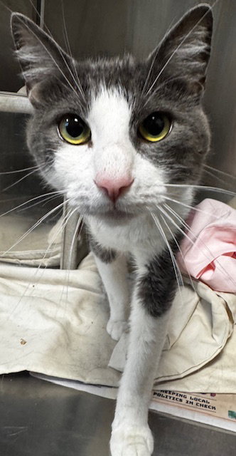 SINATRA, Adult Domestic Short Hair (medium coat), cat for adoption in Westminster, California