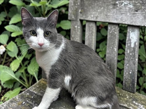 SINATRA, Adult Domestic Short Hair (medium coat), cat for adoption in Brea, California
