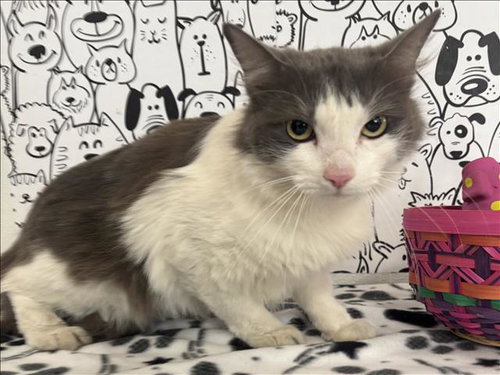 TIGGER, Adult Domestic Medium Hair (medium coat), cat for adoption in Westminster, California
