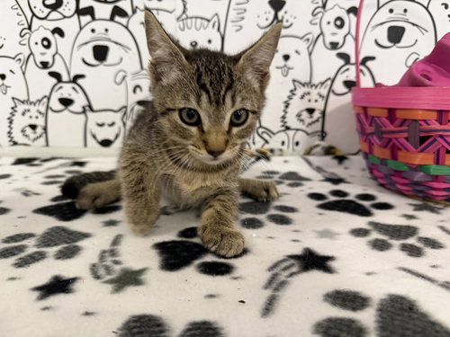 SCOOTER, Baby Domestic Short Hair (medium coat), cat for adoption in Westminster, California