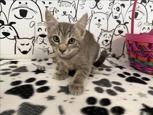 PRINCE, Baby Domestic Short Hair (medium coat), cat for adoption in Westminster, California