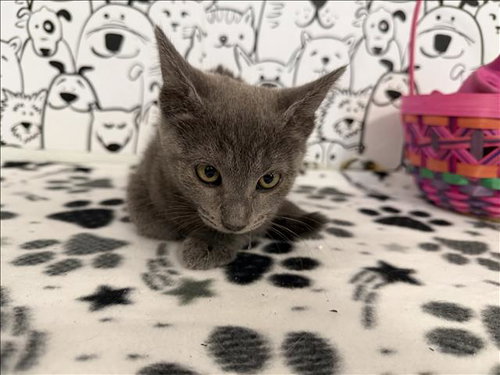 RAVEN, Baby Domestic Short Hair (medium coat), cat for adoption in Westminster, California