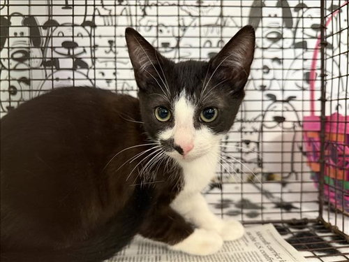 A2268154, Baby Domestic Short Hair (medium coat), cat for adoption in Westminster, California