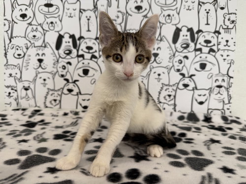 SWEET PEA, Baby Domestic Short Hair (medium coat), cat for adoption in Brea, California