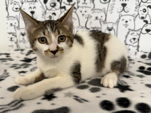 PEBBLES, Baby Domestic Short Hair (medium coat), cat for adoption in Brea, California