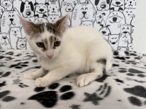 MEEKA, Baby Domestic Short Hair (medium coat), cat for adoption in Brea, California
