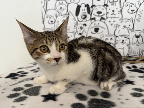 SNOOZE, Baby Domestic Short Hair (medium coat), cat for adoption in Brea, California