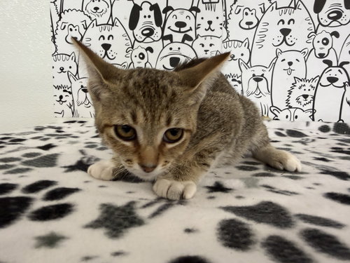 SUNNY, Baby Domestic Short Hair (medium coat), cat for adoption in Brea, California