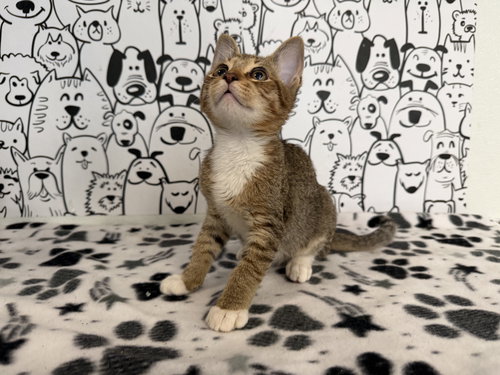 MARK, Baby Domestic Short Hair (medium coat), cat for adoption in Brea, California