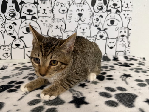 PINTO BEAN, Baby Domestic Short Hair (medium coat), cat for adoption in Brea, California