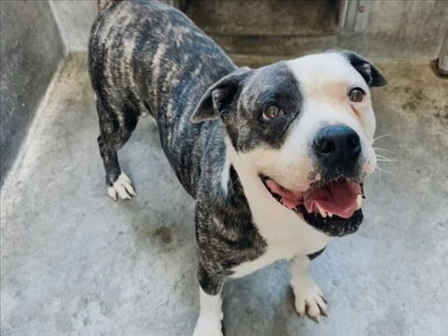OREO, an adoptable American Bulldog in San Pedro, CA