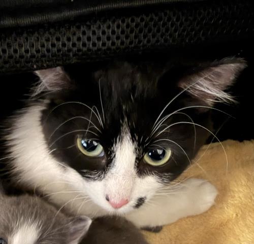 CINDY CRAWFORD, Adult Domestic Short Hair (medium coat), cat for adoption in Alhambra, California