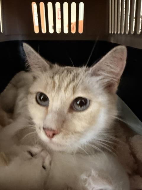 A2269295, Adult Siamese (medium coat), cat for adoption in Alhambra, California