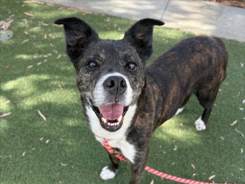 LUCY, an adoptable Boxer in San Pedro, CA