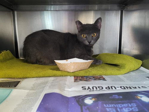 A2268885, Adult Domestic Short Hair (medium coat), cat for adoption in Alhambra, California