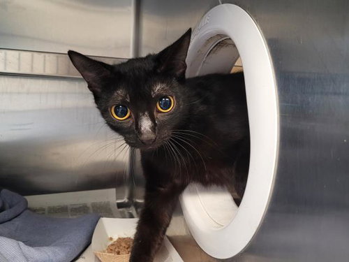 A2268886, Adult Domestic Short Hair (medium coat), cat for adoption in Alhambra, California