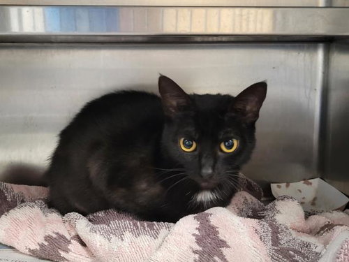 A2268887, Adult Domestic Short Hair (medium coat), cat for adoption in Alhambra, California