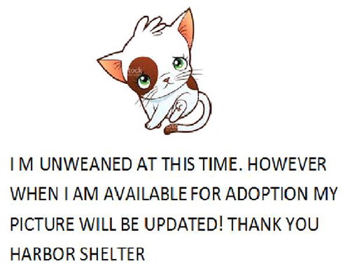 A2262010, Baby Domestic Short Hair (medium coat), cat for adoption in Alhambra, California