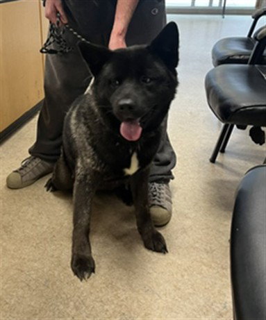 SAKURA, an adoptable Akita in San Pedro, CA