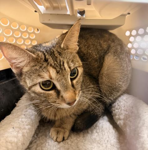 A2269935, Adult Domestic Short Hair (medium coat), cat for adoption in Alhambra, California