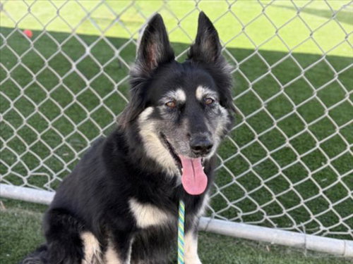 SWEETIE, an adoptable Siberian Husky in San Pedro, CA