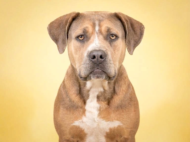 ROSIE