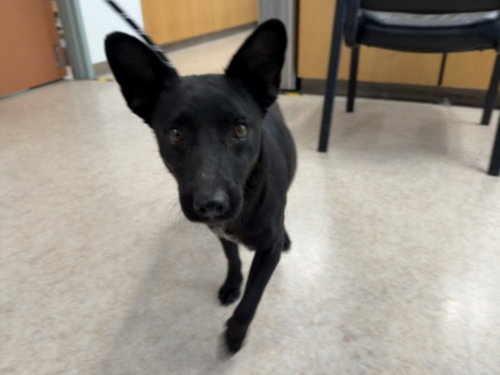 TIGER, an adoptable Australian Kelpie in San Pedro, CA