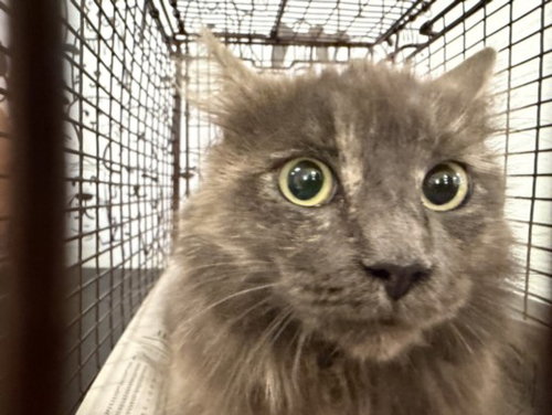 A2269176, Adult Domestic Medium Hair (medium coat), cat for adoption in Alhambra, California