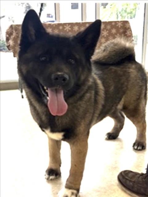 SORA, an adoptable Akita in San Pedro, CA