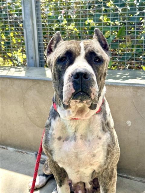 MAGGIE, an adoptable American Pit Bull Terrier in San Pedro, CA