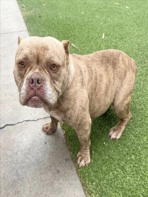 AMBER, an adoptable Pit Bull Terrier in San Pedro, CA